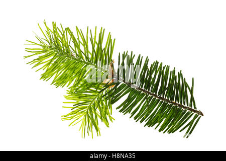 Douglasfichte, douglasie, Douglas-Fichte, Douglastanne, Pseudotsuga menziesii, le sapin de Douglas, le sapin de Douglas, pin d'Orégon, broche d'Oreg Banque D'Images