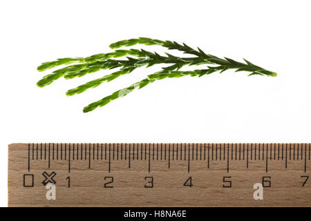 Mammutbaum, Riesen-Mammutbaum Riesenmammutbaum Berg-Mammutbaum,,, Wellingtonie, Sequoiadendron giganteum, giganteum Wellingtonia Banque D'Images