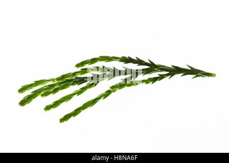 Mammutbaum, Riesen-Mammutbaum Riesenmammutbaum Berg-Mammutbaum,,, Wellingtonie, Sequoiadendron giganteum, giganteum Wellingtonia Banque D'Images