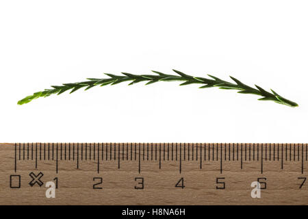 Mammutbaum, Riesen-Mammutbaum Riesenmammutbaum Berg-Mammutbaum,,, Wellingtonie, Sequoiadendron giganteum, giganteum Wellingtonia Banque D'Images