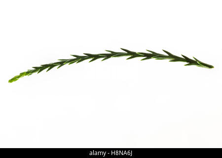 Mammutbaum, Riesen-Mammutbaum Riesenmammutbaum Berg-Mammutbaum,,, Wellingtonie, Sequoiadendron giganteum, giganteum Wellingtonia Banque D'Images