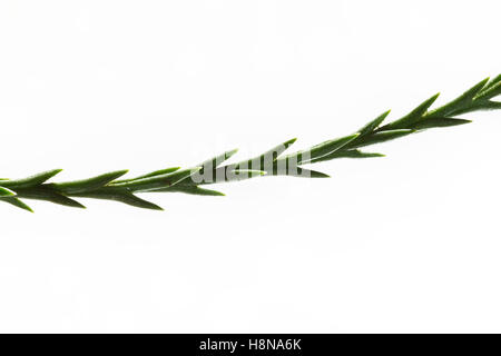 Mammutbaum, Riesen-Mammutbaum Riesenmammutbaum Berg-Mammutbaum,,, Wellingtonie, Sequoiadendron giganteum, giganteum Wellingtonia Banque D'Images