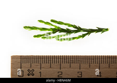 Mammutbaum, Riesen-Mammutbaum Riesenmammutbaum Berg-Mammutbaum,,, Wellingtonie, Sequoiadendron giganteum, giganteum Wellingtonia Banque D'Images