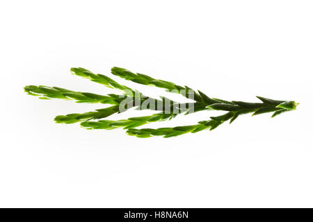 Mammutbaum, Riesen-Mammutbaum Riesenmammutbaum Berg-Mammutbaum,,, Wellingtonie, Sequoiadendron giganteum, giganteum Wellingtonia Banque D'Images