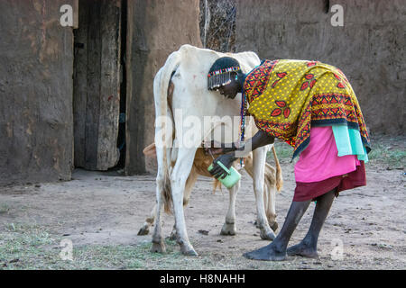 Masaï traire une vache, portant des vêtements traditionnels, dans un village proche de Parc National du Masai Mara, Kenya, Afrique de l'Est Banque D'Images