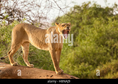 Voir le profil complet du corps d'un adulte Samburu Lion, Panthera leo, bâillements, Réserve nationale de Buffalo dans le nord du Kenya, Afrique de l'Est Banque D'Images