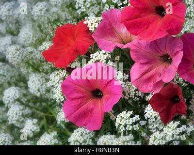 Close up of red pétunias et alysum fleurs. Oregon Banque D'Images