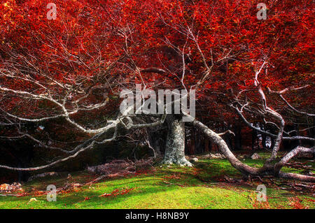 Grand vieil arbre en automne avec beaucoup de branches Banque D'Images