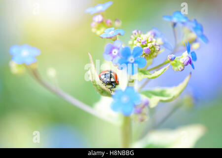 Un 7-spot Ladybird sur un ne m'oubliez pas blue spring flower Banque D'Images