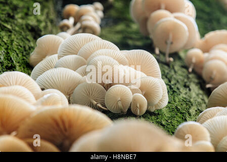 Les lamelles et de souches de champignons en porcelaine (Oudemansiella mucida) Banque D'Images