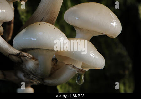 Tasses de champignons (Oudemansiella mucida) Banque D'Images