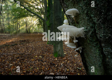 Tasses de champignons (Oudemansiella mucida) sur un beech tree, avec des rayons dans un automne hêtre lane et forêt. Banque D'Images