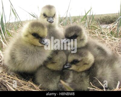 Un groupe de Bernaches de Hutchins s'entasser dans leur nid au delta du Yukon National Wildlife Refuge, 23 juin 2010 en Alaska. Banque D'Images