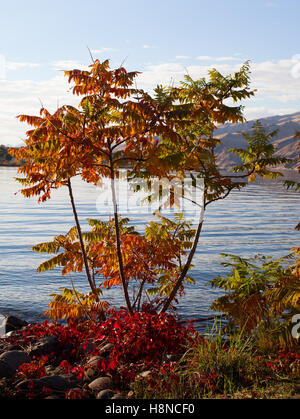 Petit arbre couleurs changeantes au cours de l'automne à côté de la rivière Snake Banque D'Images