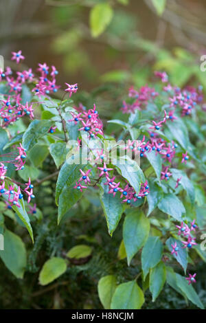 Clerodendrum trichotomum var. fargesii. Harlequin glorybower' Farges. Banque D'Images