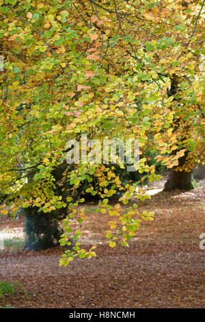 Fagus sylvatica. Bois de hêtre à l'automne. Banque D'Images