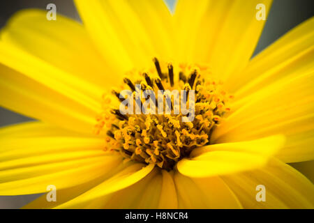 Détail de la macro fleur jaune du topinambour, Close up of les pistils Banque D'Images
