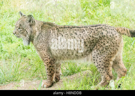 Lynx pardinus, le lynx ibérique Banque D'Images