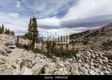 Vue près du Mt Wheeler sentier au Parc National du Grand Bassin de l'Est du Nevada. Banque D'Images