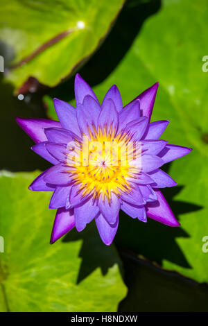 Beau nénuphar égyptien (Nymphaea caerulea) close-up Banque D'Images