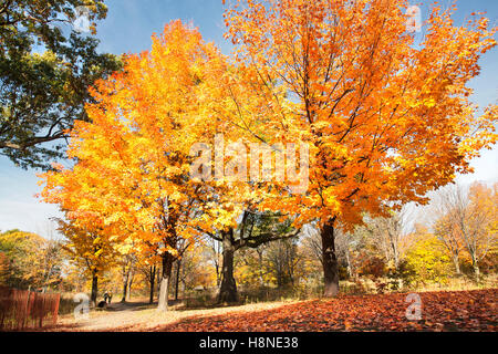 Érable dans le parc coloré au cours de l'automne l'automne les feuilles de couleur vive Banque D'Images