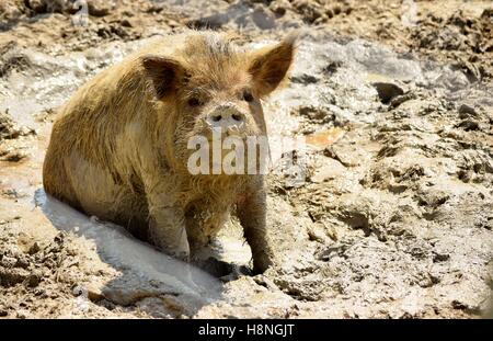 Notre cochon apprécie sa Kunekune Eileen se vautre sur une journée ensoleillée. Banque D'Images