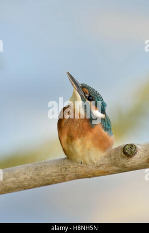 Kingfisher Alcedo atthis commun ( ), jeune oiseau, perché sur un bâton en bois, en regardant vers le ciel, l'arrière-plan agréable et propre. Banque D'Images