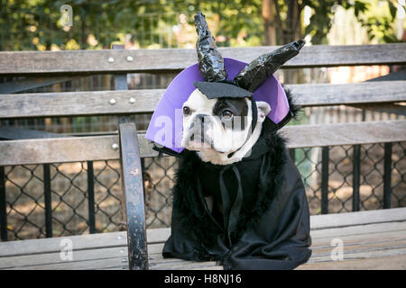 New York City, New York, USA. Concours Halloween Pet à Thompkins Square Park. Appuyez sur autorisé. Banque D'Images