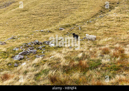 Un blanc et un mouton noir le long de la piste d'un Talleach dans les highlands écossais Banque D'Images