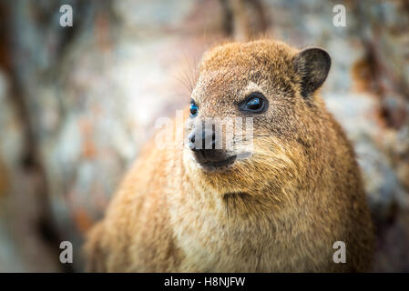 Close up Rock Dassie en Afrique du Sud Banque D'Images