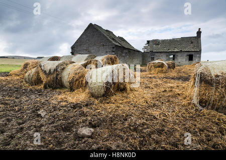 Ancien bâtiment de ferme en ruine au nord de l'Écosse Banque D'Images