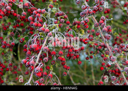 Les baies d'aubépine photographié après un gel dur. Banque D'Images