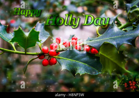 Carte de vœux de Noël avec le houx et baies de conception et formulation heureuse HOLLY DAY. Banque D'Images