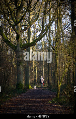 Dame chien marche en hiver des bois, vu de derrière. Lickey Hills Country Park. Banque D'Images
