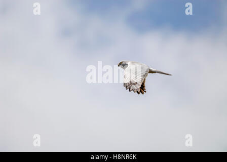 Male Busard Saint-Martin (Circus cyaneus) en vol, Ecosse, Royaume-Uni. Banque D'Images