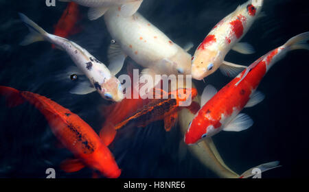 Les différents poissons colorés carpe dans un étang de photographier closeup Banque D'Images