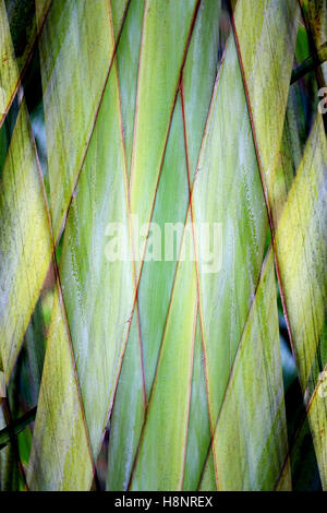 Belle texture vert plantes tropicales pour photographier closeup Banque D'Images