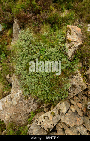 Le saule (Salix lapponum) croissant à haute altitude dans le Moffat Hills. Banque D'Images