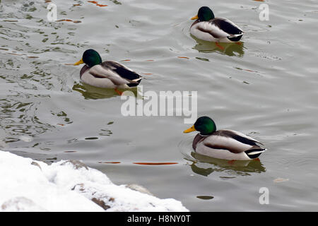 Trois colverts mâles swimming in river sur l'hiver. Banque D'Images