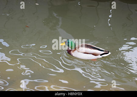 Le Canard colvert (Anas platyrhynchos), mâle, la natation. Banque D'Images