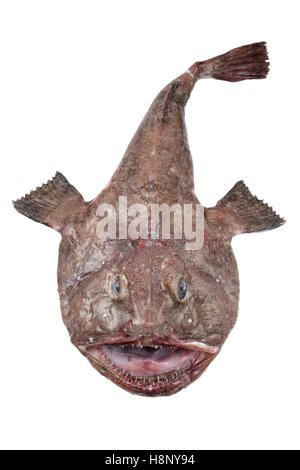 Baudroie d’Amérique Banque D'Images