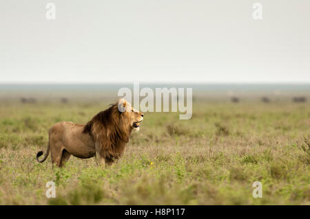 Male lion (Panthera leo) Comité permanent sur les prairies ouvertes, plaine, Ndutu Ngorongoro Conservation Area, Tanzania Banque D'Images