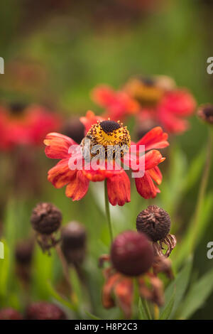 Helenium Moerheim Beauty, Oudolf Field, Hauser & Wirth, Somerset, Royaume-Uni. Septembre. Concepteur Piet Oudolf Banque D'Images