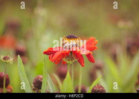 Helenium Moerheim Beauty, Oudolf Field, Hauser & Wirth, Somerset, Royaume-Uni. Septembre. Concepteur Piet Oudolf Banque D'Images