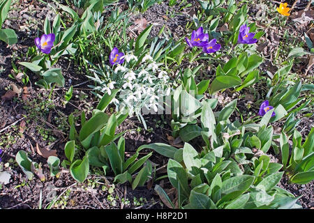 Parterre de printemps avec les perce-neige et crocus mauve sur une journée ensoleillée à Stockholm (Suède) en mars. Banque D'Images