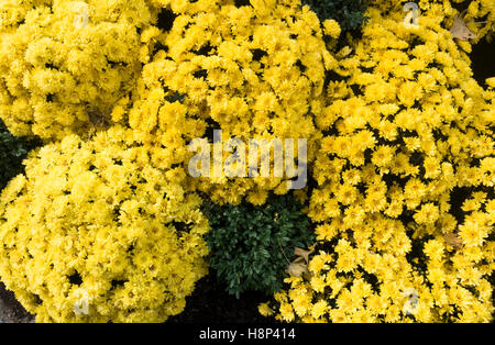 New York jaune vif Fleurs Aster Banque D'Images