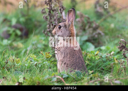 Uk lapin sauvage, Oryctolagus cuniculus Banque D'Images