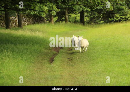 Deux moutons qui se tournent vers l'appareil photo le long d'une piste difficile à l'intérieur un champ herbacé Banque D'Images