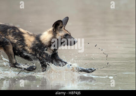 Wilddog africains (Lycaon pictus), l'eau éclaboussant par Sabi Sand Game Reserve, Mpumalanga, Afrique du Sud Banque D'Images