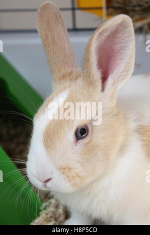 Le visage de lapin intérieur close up